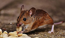 24 Hour & Emergency Exterminators in Ronok Rpd Afs, NC